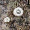 Lecanora crenulata